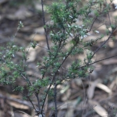 Leucopogon juniperinus at Moruya, NSW - suppressed