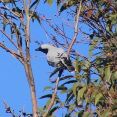 Coracina novaehollandiae (Black-faced Cuckooshrike) at Broulee Moruya Nature Observation Area - 2 Aug 2020 by LisaH