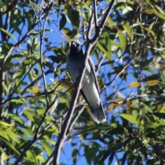 Coracina novaehollandiae at Moruya, NSW - suppressed