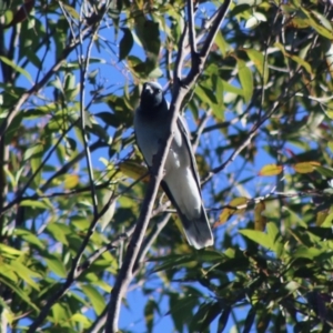 Coracina novaehollandiae at Moruya, NSW - 2 Aug 2020