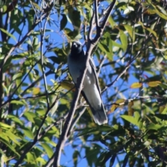 Coracina novaehollandiae at Moruya, NSW - 2 Aug 2020