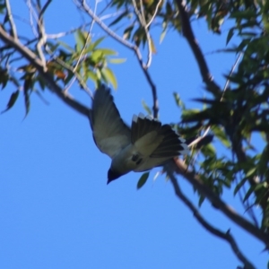 Coracina novaehollandiae at Moruya, NSW - suppressed