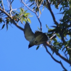 Coracina novaehollandiae at Moruya, NSW - 2 Aug 2020