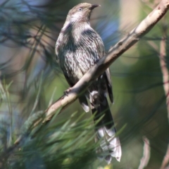 Anthochaera chrysoptera (Little Wattlebird) at Moruya, NSW - 2 Aug 2020 by LisaH