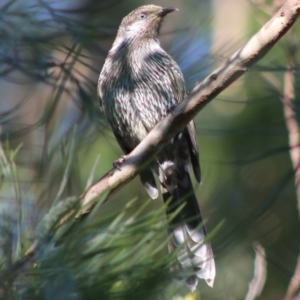 Anthochaera chrysoptera at Moruya, NSW - 2 Aug 2020