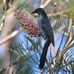 Anthochaera chrysoptera at Moruya, NSW - 2 Aug 2020