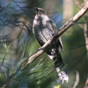 Anthochaera chrysoptera at Moruya, NSW - 2 Aug 2020