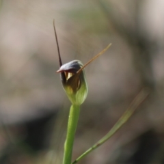 Pterostylis pedunculata (Maroonhood) at Moruya, NSW - 2 Aug 2020 by LisaH