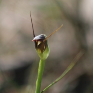 Pterostylis pedunculata at Moruya, NSW - suppressed