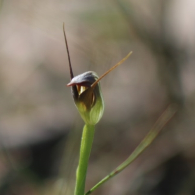 Pterostylis pedunculata (Maroonhood) at Broulee Moruya Nature Observation Area - 2 Aug 2020 by LisaH