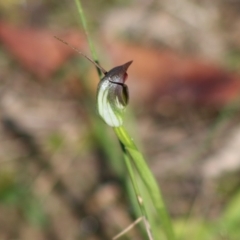 Pterostylis pedunculata at Moruya, NSW - suppressed