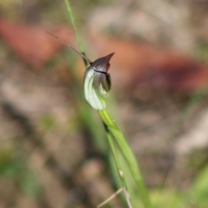 Pterostylis pedunculata at Moruya, NSW - suppressed