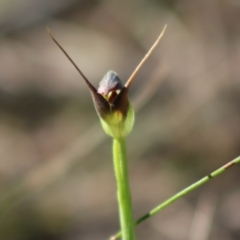 Pterostylis pedunculata at Moruya, NSW - suppressed