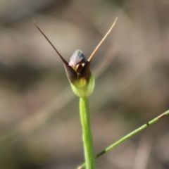 Pterostylis pedunculata at Moruya, NSW - 2 Aug 2020