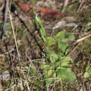 Pterostylis pedunculata at Moruya, NSW - suppressed