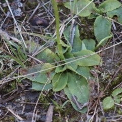 Pterostylis pedunculata at Moruya, NSW - suppressed