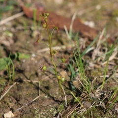 Drosera auriculata (Tall Sundew) at Broulee Moruya Nature Observation Area - 2 Aug 2020 by LisaH