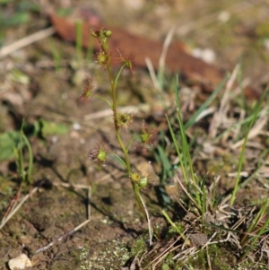 Drosera auriculata at Moruya, NSW - suppressed