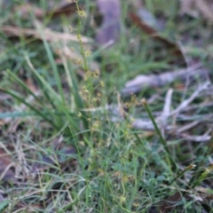 Drosera auriculata at Moruya, NSW - suppressed