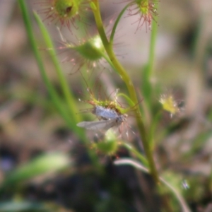 Drosera auriculata at Moruya, NSW - 2 Aug 2020