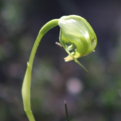 Pterostylis nutans (Nodding Greenhood) at Moruya, NSW - 2 Aug 2020 by LisaH