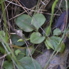 Pterostylis nutans at Moruya, NSW - suppressed