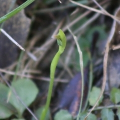 Pterostylis nutans at Moruya, NSW - suppressed