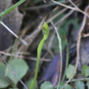 Pterostylis nutans at Moruya, NSW - suppressed