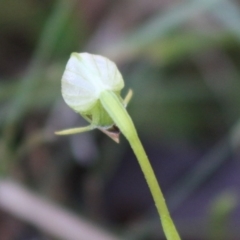Pterostylis nutans at Moruya, NSW - suppressed