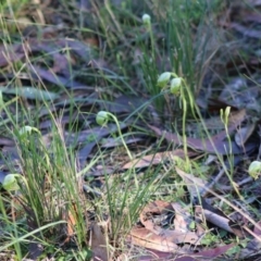 Pterostylis nutans at Moruya, NSW - suppressed