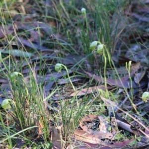 Pterostylis nutans at Moruya, NSW - suppressed
