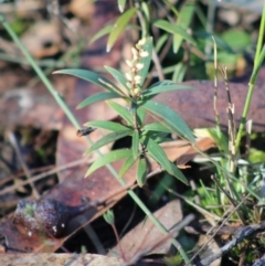 Leucopogon affinis (Lance Beard-heath) at Broulee Moruya Nature Observation Area - 2 Aug 2020 by LisaH