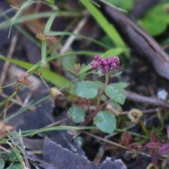 Lobelia purpurascens (White Root) at Moruya, NSW - 2 Aug 2020 by LisaH