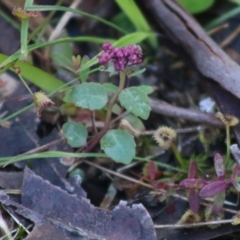 Lobelia purpurascens at Moruya, NSW - suppressed