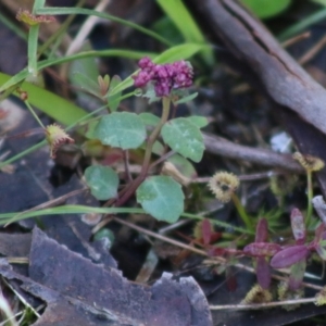 Lobelia purpurascens at Moruya, NSW - suppressed