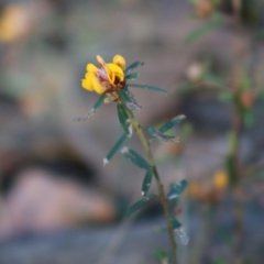 Pultenaea linophylla (Halo Bush-Pea) at Broulee Moruya Nature Observation Area - 2 Aug 2020 by LisaH