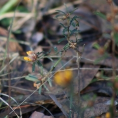 Pultenaea linophylla at Moruya, NSW - 2 Aug 2020