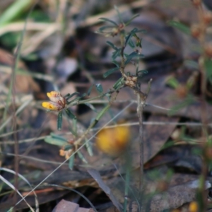 Pultenaea linophylla at Moruya, NSW - 2 Aug 2020