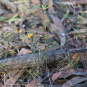 Pultenaea linophylla at Moruya, NSW - 2 Aug 2020