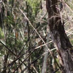 Sericornis frontalis (White-browed Scrubwren) at Broulee Moruya Nature Observation Area - 2 Aug 2020 by LisaH