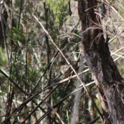 Sericornis frontalis (White-browed Scrubwren) at Broulee Moruya Nature Observation Area - 2 Aug 2020 by LisaH