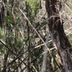 Sericornis frontalis (White-browed Scrubwren) at Moruya, NSW - 2 Aug 2020 by LisaH