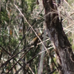 Sericornis frontalis at Moruya, NSW - 2 Aug 2020