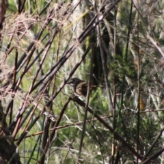 Sericornis frontalis at Moruya, NSW - 2 Aug 2020