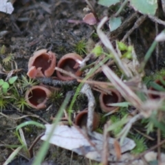 Nothojafner cryptotricha at Broulee Moruya Nature Observation Area - 2 Aug 2020 by LisaH