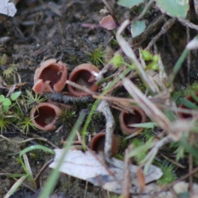 Nothojafner cryptotricha at Broulee Moruya Nature Observation Area - 2 Aug 2020 by LisaH