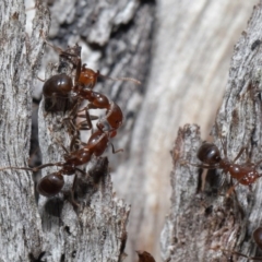 Papyrius nitidus at Downer, ACT - 2 Aug 2020