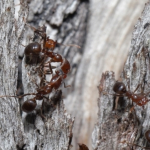 Papyrius nitidus at Downer, ACT - 2 Aug 2020