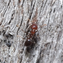 Papyrius nitidus at Downer, ACT - 2 Aug 2020