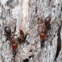 Papyrius nitidus at Downer, ACT - 2 Aug 2020